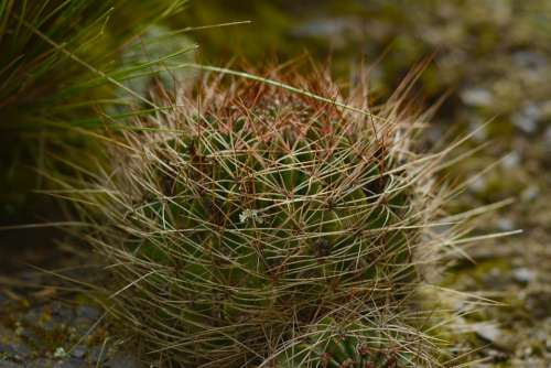 Cactus Nature Plant Botany Natural Thorns Plants