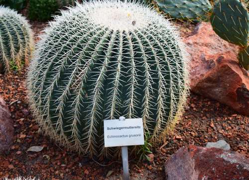Cactus Plant Prickly Round Spur Nature