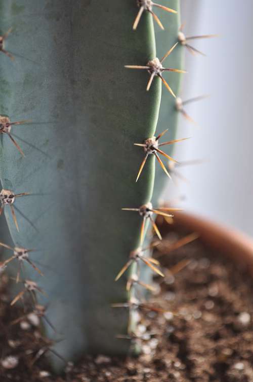 Cactus Thorns Plants Succulent Flowers
