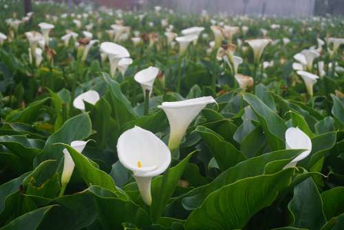 Calla Flower Plant Natural White Nature Spring
