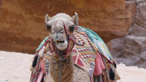 Camel Animal Mammals Animal World Of Desert Cute