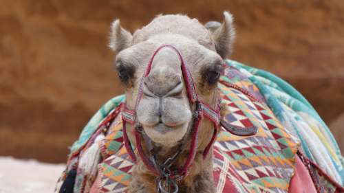 Camel Animal Mammals Animal World Of Desert Cute