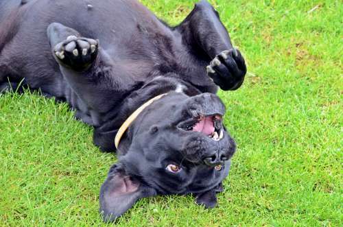 Cane Corso Dog Silly Game Happy Smile