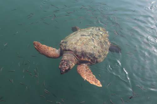 Caretta Caretta Caretta Sea Turtle Animal Wildlife