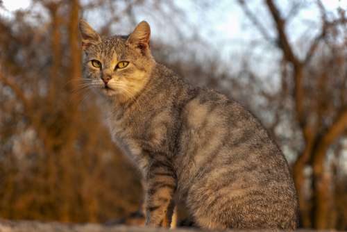 Cat Animal Home Playful Eyes