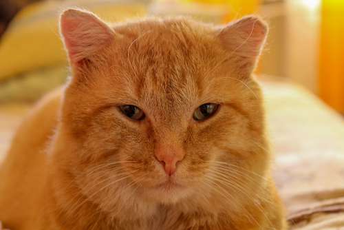 Cat Pet Mammal Redhead Fur Portrait Ears Furry