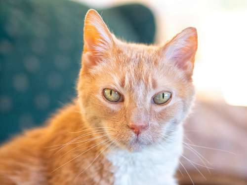 Cat Orange Cute Feline Fur Portrait Eyes Kitty