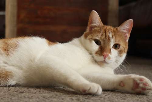 Cat Kitten Orange Animal Pet Cute Feline Kitty