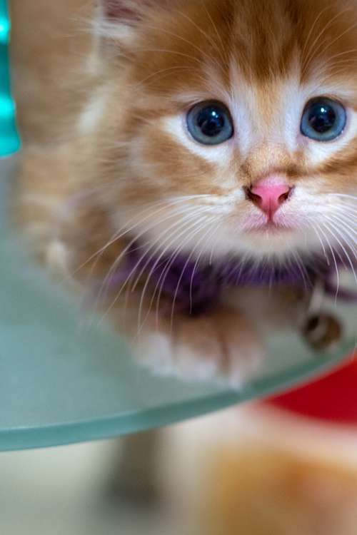 Cat Kitten Pet Animal Cute Feline Eyes Kitty