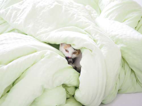 Cat Bed Blanket Duvet Hide Kitty