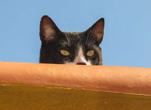 Cat Animal Nature Roof Kitten Portrait Feline