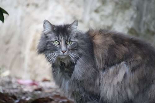 Cat Angora Grey Shades Of Grey Wool Fluffy