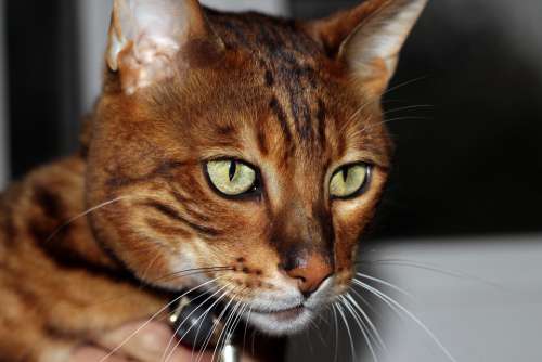 Cats Animals Pets Portrait Kitten Feline Brown
