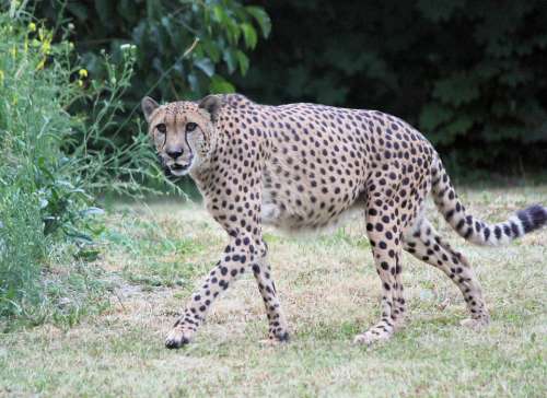 Cheetah Beast Feline Animal Mammal Spots Run
