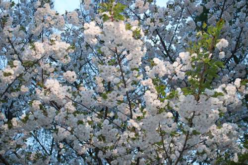 Cherry Spring Japan Bloom Blossom Flowers