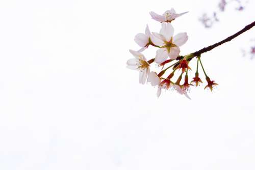 Cherry Blossom Yuantouzhu Wuxi Spring Tourism