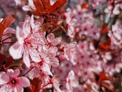 Cherry Blossom Japan Tree