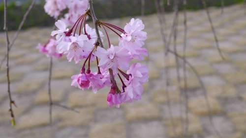 Cherry Blossoms Arboretum Plant Natural Pink