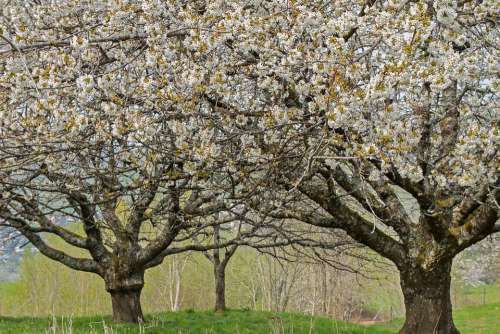 Cherry Tree High-Stem Old Cherry Trees