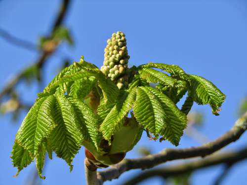 Chestnut Tree Aesthetic Bud Sky Blue Green Leaves