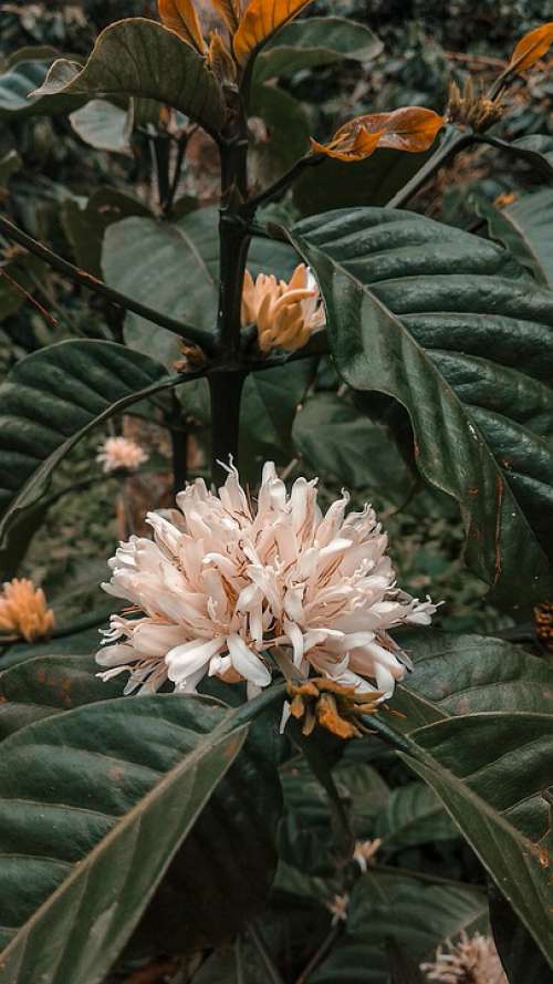 Coffee Leaf Flowers Green Filter Arabica