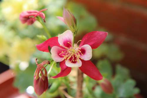 Columbine Ancolie Red Flowering Spring Flower