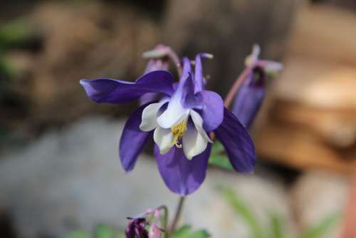 Columbine Ancolie Bleue Flowering Spring Flower