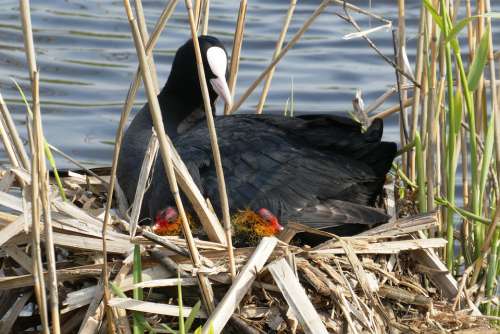 Coot Chicks Nest Mother Waterfowl Poultry Bird