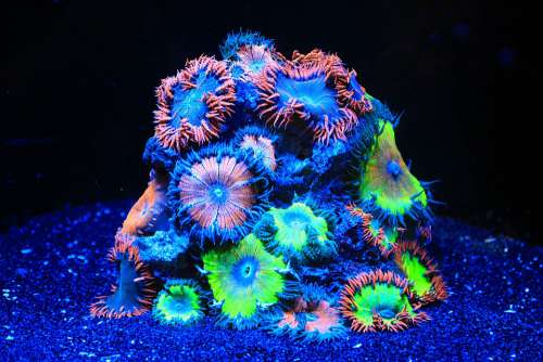 Coral Sea Water Aquarium Aquarium Soft Corals Neon