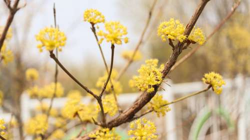 Cornus Fruit Wood Cornus Flower Flowers