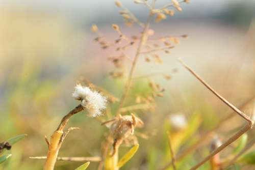 Cotton Plant Breeze Soft