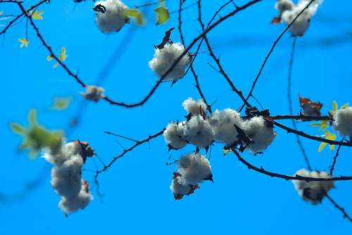 Cotton Cotton Plant Seed Plant Nature White