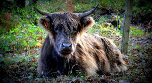 Cow Nature Forest Agriculture Livestock Pastures