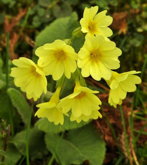 Cowslip Yellow Nature Spring Close Up Flowers