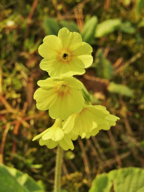 Cowslip Yellow Nature Spring Close Up Flowers
