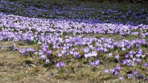 Crocus Flower Chochołowska Valley Tatry Purple