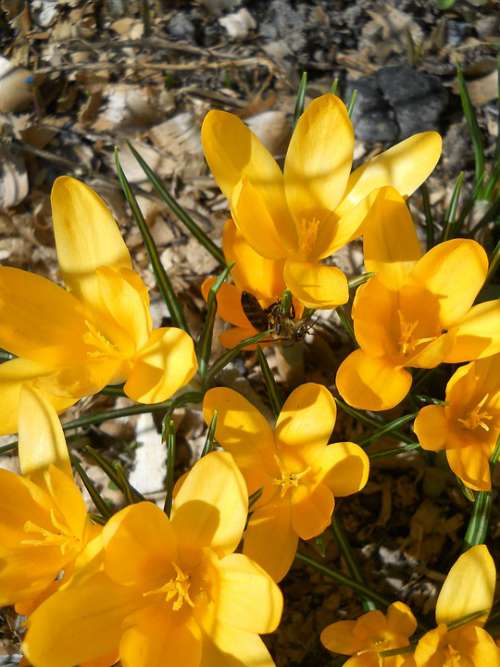 Crocus Spring Yellow Bloom Petals Flower Garden