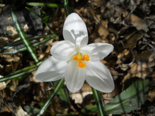 Crocus White Spring Bloom Flora Snowdrop