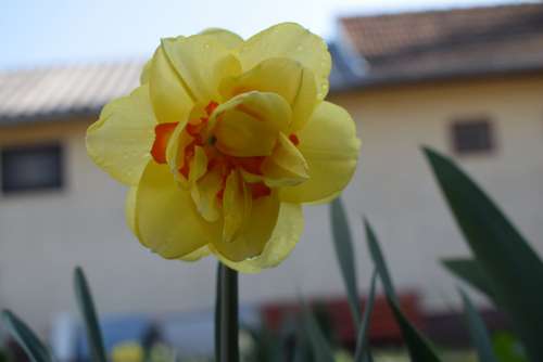 Daffodil Spring Flower Nature Yellow Blooms At