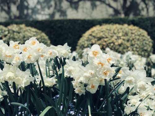 Daffodils White Spring Flowers Nature Plant Bloom