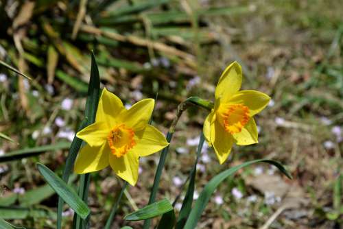 Daffodils Wildflowers Natural Spring Yellow Blooms