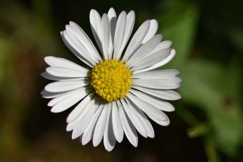 Daisy Flower Spring Bloom White Nature Daisies