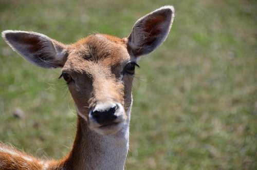 Damm Wild Animal Nature Curious Zoo Bambi Cute