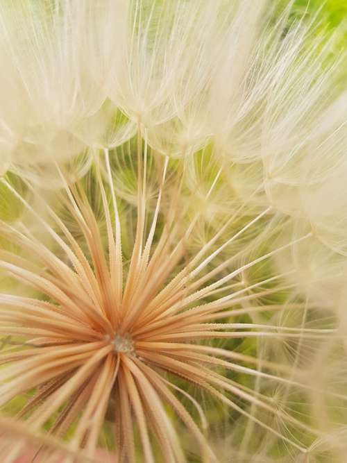Dandelion Nature Close-Up Flower