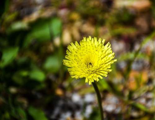 Dandelion Flower Weed Yellow Greenery Nature