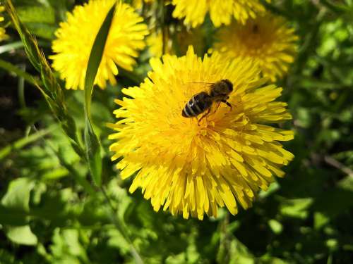 Dandelion Bee Grass Green Yellow Meadow Nature