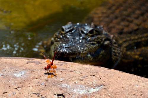 Danger Insect Crocodile Animal Life