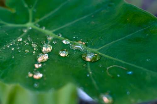 Dew Drops Leaf Drops The Garden Fresh Background