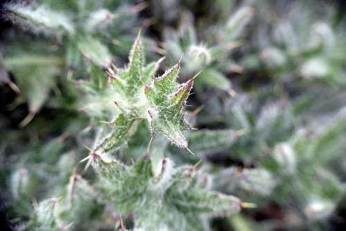 Diestel Green Nature Close Up Spur Plant Prickly
