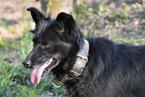 Dog Black Pet Animal Head Walking Nature Outdoor